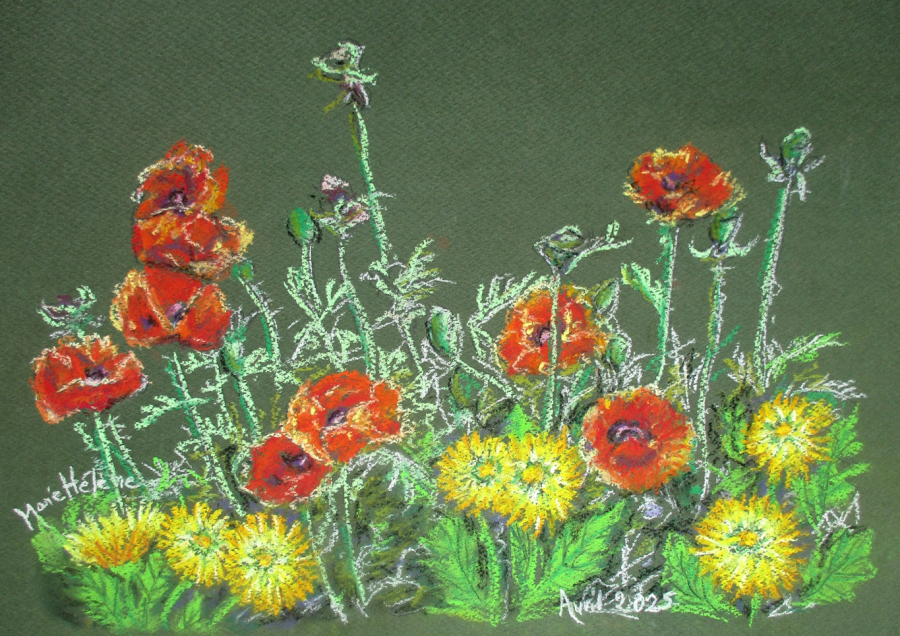 Coquelicots et pissenlits